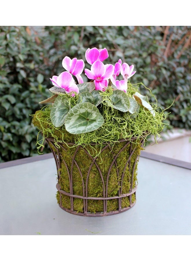 Super Moss (26907) Spanish Preserved, Grass, 4oz - Image 2